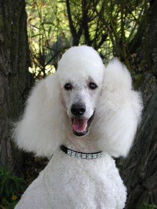 bigstock_Standard_Poodle_Portrait_151461