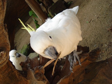 bigstock_Cockatoo_2821596