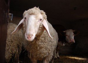 bigstock_Sheep_And_Cow_3197770