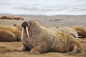 bigstock-Walrus-family-haul-out-26072654
