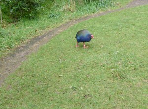 takahe
