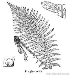 male-fern
