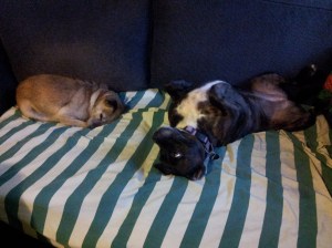 mango and scupper asleep