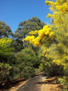wattle