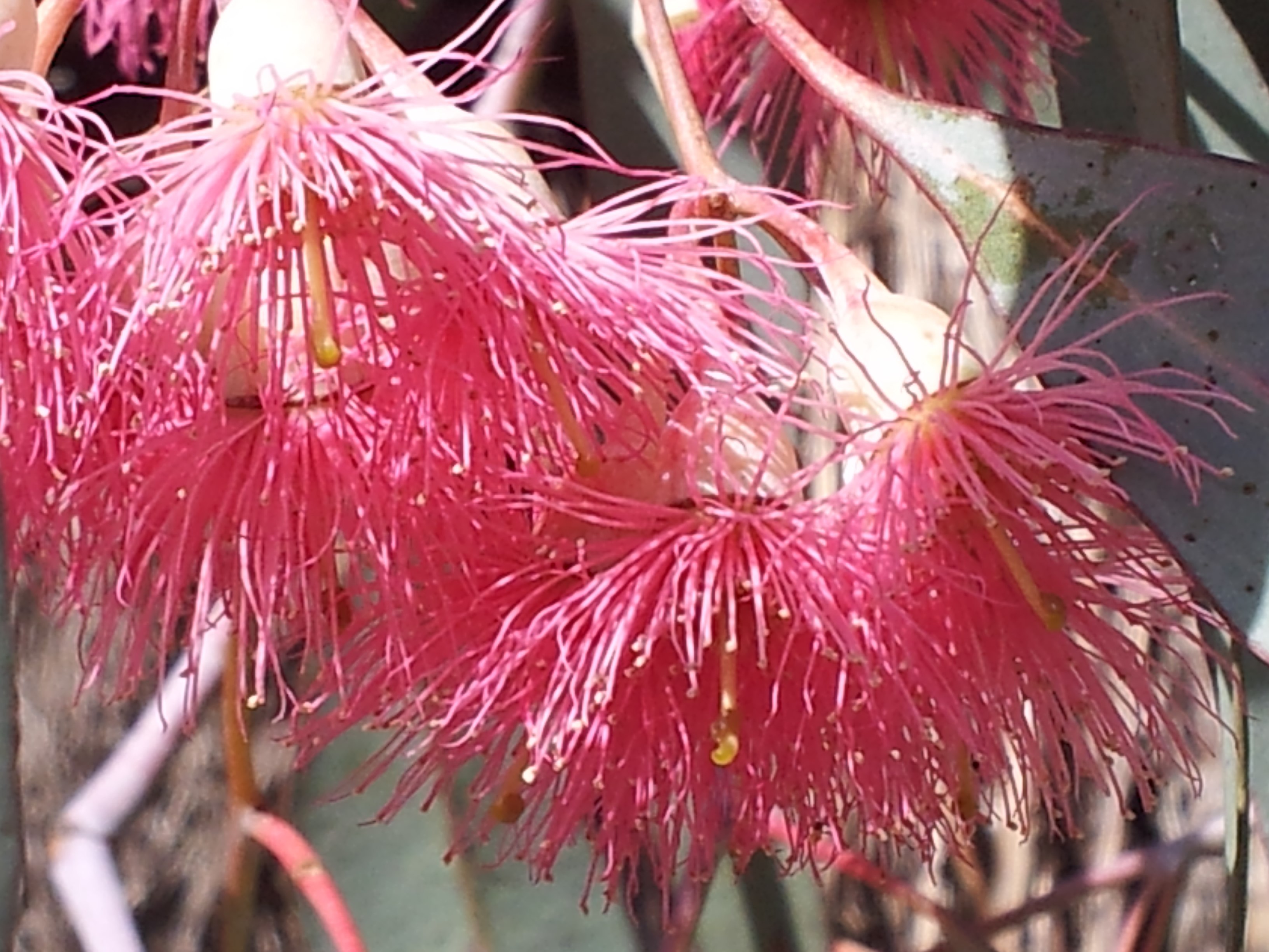 flowering gum