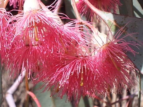 flowering gum