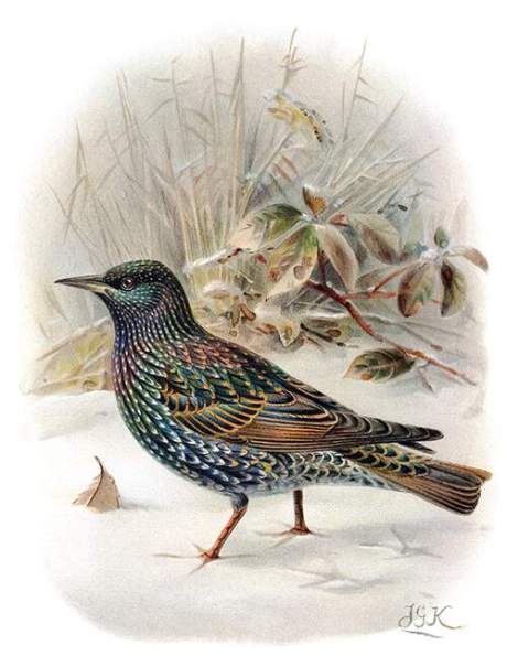 starling