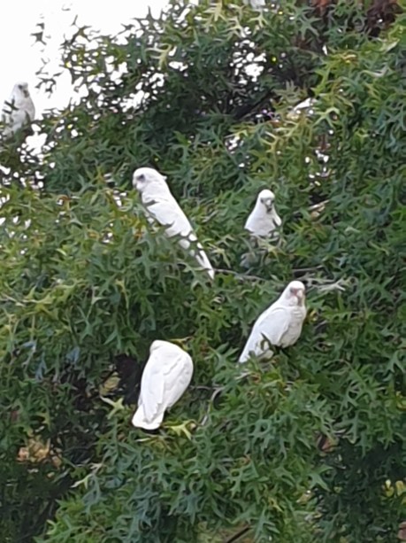 corellas