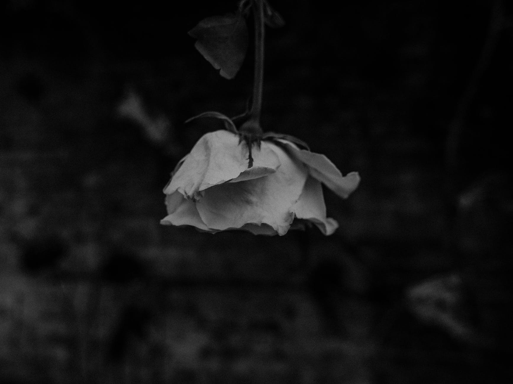 flower rose close up black and white